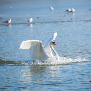 池塘水中的白天鹅和背景上的鸟类