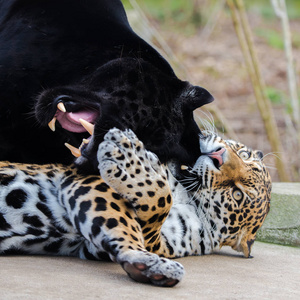 豹子和黑豹豹豹一起玩耍