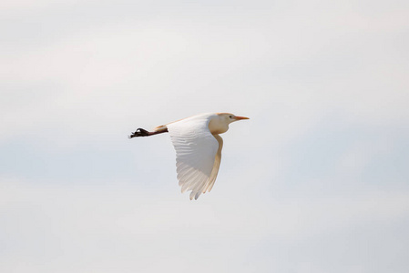 白鹭鸟在天空飞翔图片
