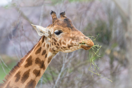 长颈鹿吃青草的头像照片