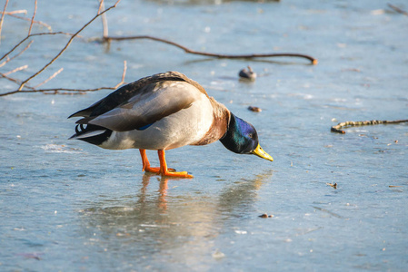 冬季寒冷的冰冻湖面上的野鸭