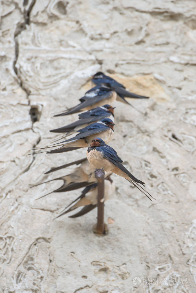 春天燕子栖息在墙上吃着日晷