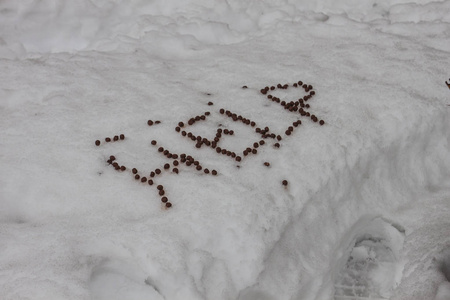 在户外下雪时的单词帮助