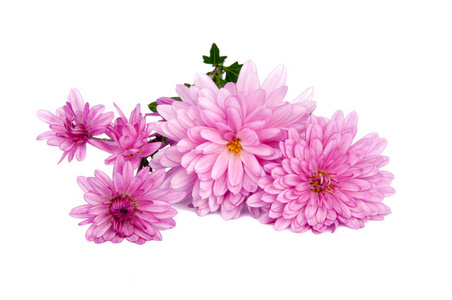 白色上分离出的菊粉色花朵图片