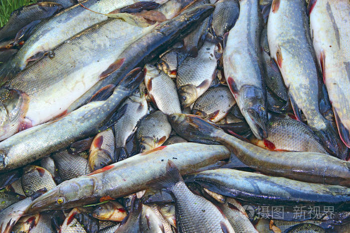 很多鲫鱼和梭子鱼. 刚抓到的河鱼. 幸运捕鱼后捕获的鱼.