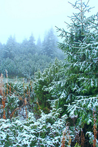 树枝上覆盖着雪。 冬天森林里雪中的圣诞树。 童话里美丽的树，森林里覆盖着雪。 森林覆盖的雪