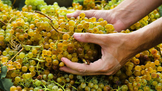 两只手的农民在九月收获葡萄园，检查和收集选定的葡萄束在意大利为大丰收。 生物概念有机食品的性质和精品葡萄酒手工制作