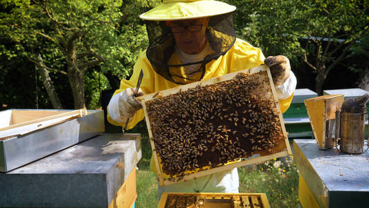 s beast. Concept bee hive, pure natural product, useful product