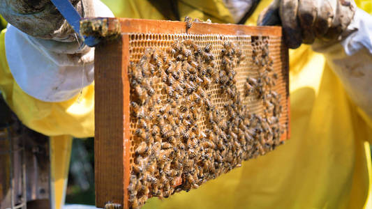 s beast. Concept bee hive, pure natural product, useful product
