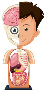 肩关节图片解剖图图片