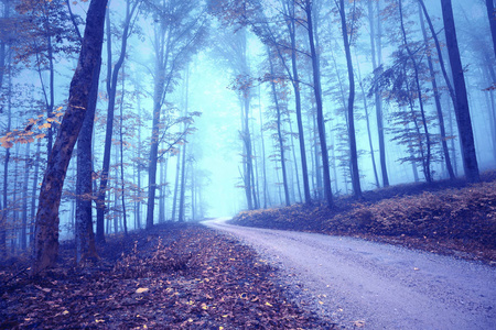 梦幻的雾，神秘的彩色森林道路景观。