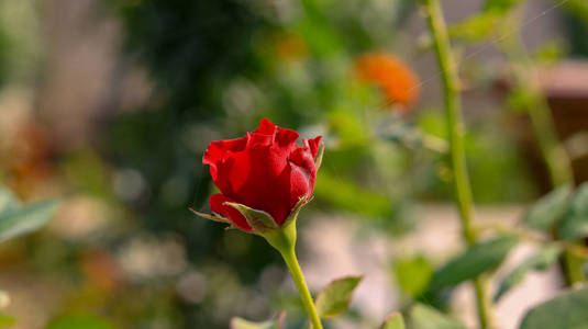 一朵花园红玫瑰.
