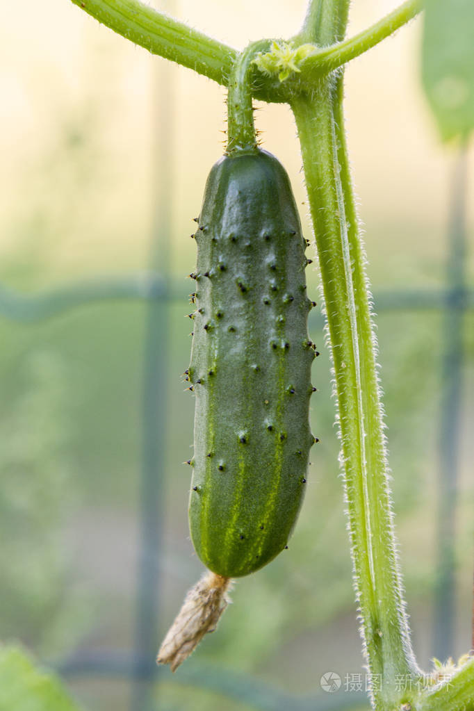 成熟的绿色黄瓜在床上