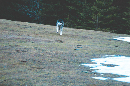 哈士奇狗在山顶山谷的树林里旅行和玩耍。 乌克兰喀尔巴阡山。 秋天来了。 小狗