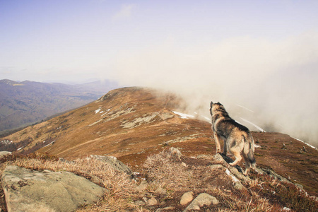 哈士奇狗在山顶山谷的树林里旅行和玩耍。 乌克兰喀尔巴阡山。 秋天来了。 小狗