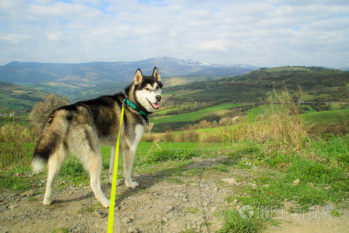 山里的哈士奇狗旅行哈士奇乌克兰喀尔巴阡山脉从山顶俯瞰