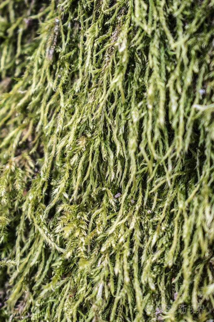 苔藓生长的宏观相片在春天, 绿色自然背景