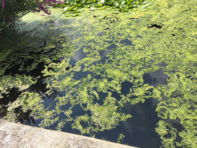 观赏池和水藻分离背景