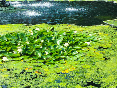 藻类漂亮的光蓝色水藻海草漫画矢量说明主题十大功劳水藻隔离的向白色