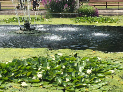 观赏池和水藻分离背景