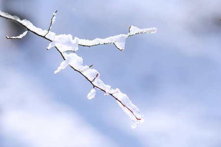 一根薄薄的树枝，在模糊的背景上覆盖着白雪