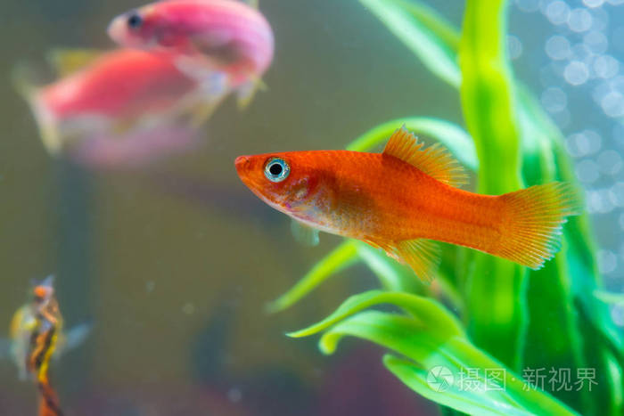 小红鱼与绿色植物在鱼缸或水族馆的水下生活理念