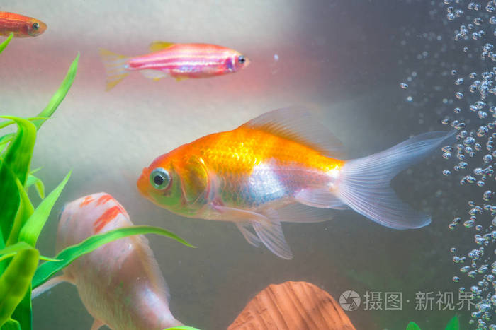 鱼缸或水族馆里的小鱼,金色的鱼,小狗和红色的鱼