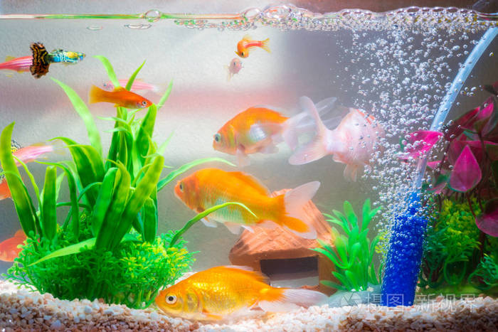 鱼缸或水族馆里的小鱼 金色的鱼 小狗和红色的鱼 绿色植物的花式鲤鱼 水下的生活理念 照片 正版商用图片1455bx 摄图新视界