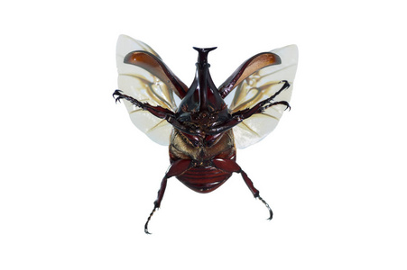 犀牛甲虫或dynastinae在白色背景上,昆虫角在头上,黑色或发亮的棕色.