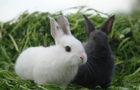 草地上的白兔和黑兔.特写镜头.照片
