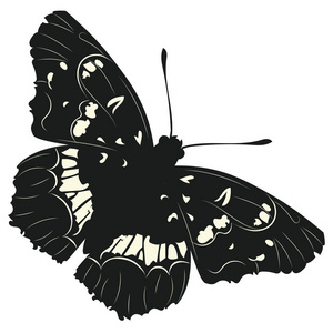 经典的黑色蝴蝶图片