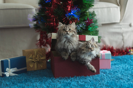 关闭可爱的小猫游戏，并寻找礼物在圣诞节。