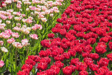 美丽的郁金香花在春天皇家库肯霍夫花园。 彩色阳光花背景适合壁纸或贺卡荷兰荷兰