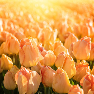 郁金香白日梦，阳光灿烂的黄色花朵老化成发光的杏橙，因为它们成熟生长在荷兰的花背景中