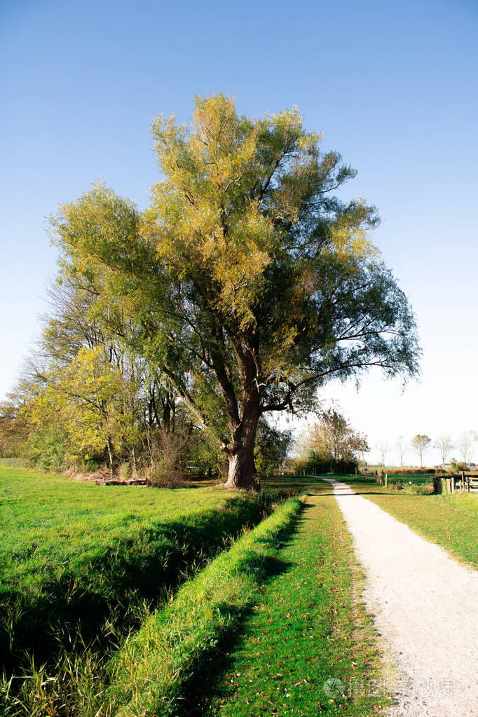 草地上的大绿树