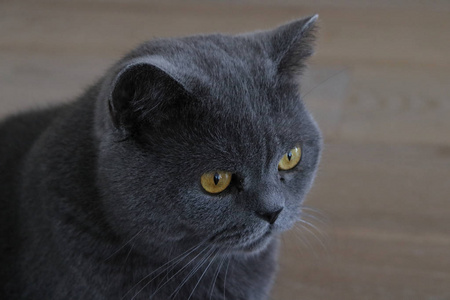 灰猫,黄眼,英国短毛照片