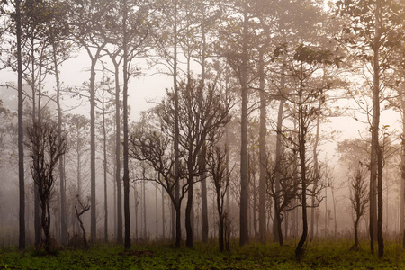 在热带森林里的长颈鹿图片
