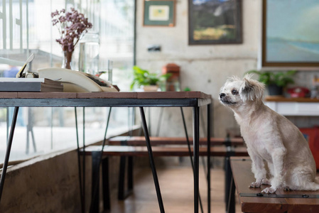 狗是如此可爱的混合品种与石祖波美拉尼安和狮子狗坐在椅子上，老式打字机在桌子上，看着一些有兴趣的咖啡馆，咖啡店或面包店冰淇淋餐厅