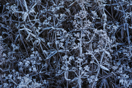 草地上覆盖着霜冻，这是由于霜冻清晨的急冷和高湿度。