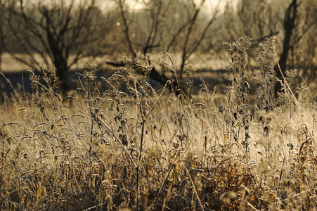 草地上覆盖着霜冻，这是由于霜冻清晨的急冷和高湿度。