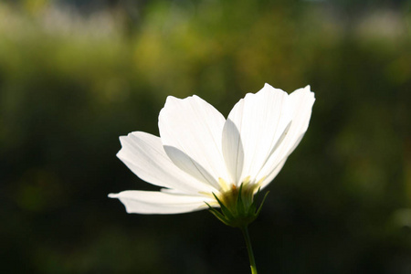 特写白色宇宙花