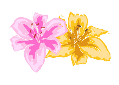 两朵美丽的百合花。 白色背景上分离的大百合花的插图。 手绘矢量。 大自然花卉收藏