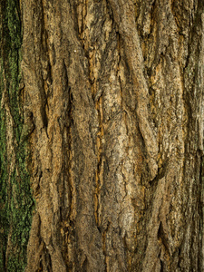 木树纹理背景。