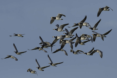 在丹麦的栖息地飞行的藤壶鹅