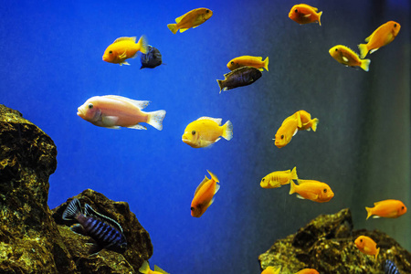 绿化场景橘子鱼在水里. 海洋自然场景. 大自然中的美.照片