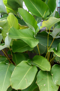 绿掌香蕉枝叶图片