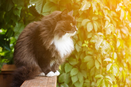 猫坐在门廊的栏杆上，靠在葡萄的背景上