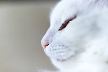 肖像照片白猫