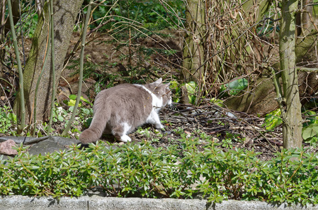 英国短毛猫在灌木丛中狩猎