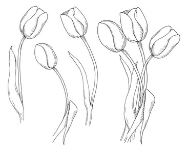 春天花的素描。 白色背景上分离的郁金香。 矢量插图